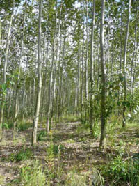 Kurzumtriebplantage (KUP) - schnellwachsende Baumarten können zu günstigen Brennstoffen aufbereitet werden.