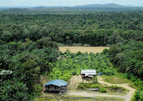 Bäuerlicher Ölpalmenanbau in Sabah/Malaysia, Quelle: Welthungerhilfe/WWF Deutschland/ZEF Universität Bonn